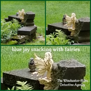 Louie Eggs blue jay snacking