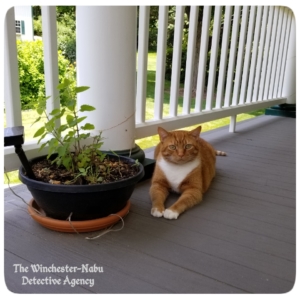 Oliver on the balcony with a potted catnip plant