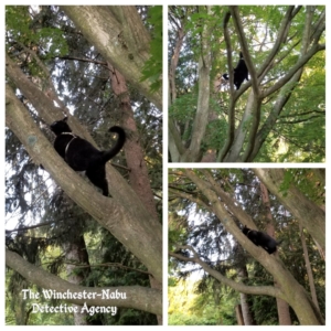 Gus in a tree collage
