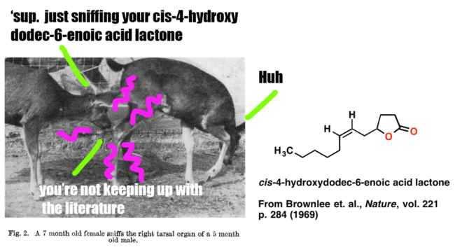 meme of deer sniffing other deer and chemical compound