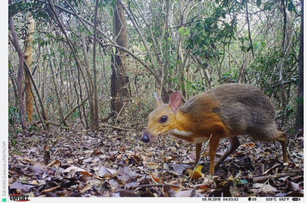 silver-backed chevrotain, a tiny "mouse-deer" native to Vietnam
