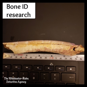 bone lateral view