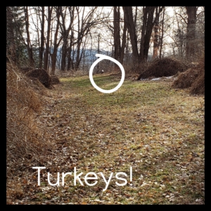 turkeys in the woods