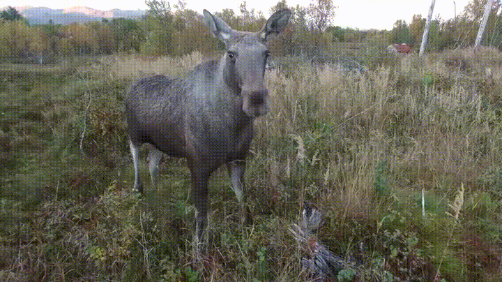 Norwegian Moose Elk plays with drone cam