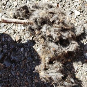 mysterious hair ball pulled apart