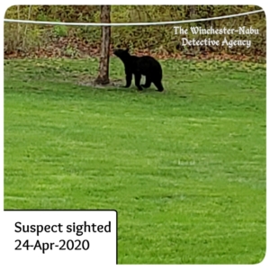 black bear approaching the tree