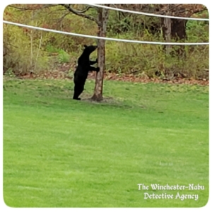 black bear standing at the tree