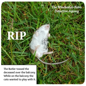 mouse dead in grass