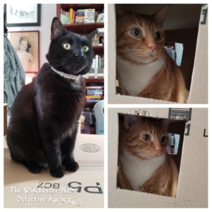 cats in box fort