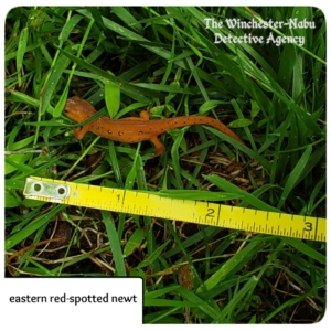 red-eft stage eastern spotted newt