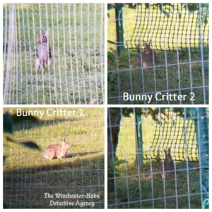 collage of bunny rabbit wolpertingers
