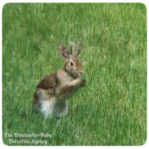 bunny rabbit wolpertinger