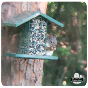 squirrel on bird feeder