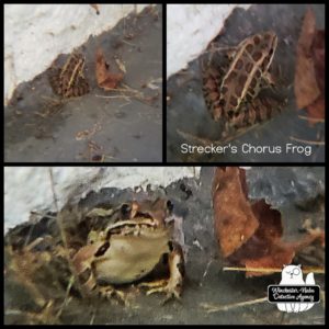 collage of frog