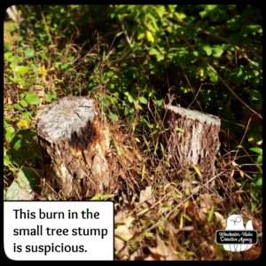 burned tree stumps