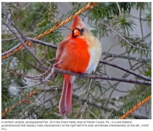 bilateral gynandromorph cardinal