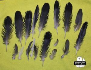 catbird murder feathers cleaned