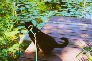 Gus at pond
