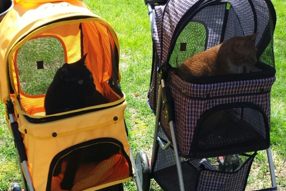 gus and ollie in buggies