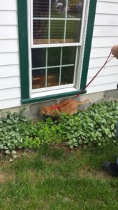 Orange cat on leash