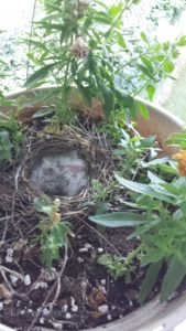 newborn birds in nest