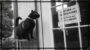 Gus on a shelf on the outside of the garage reading the sign on the door.