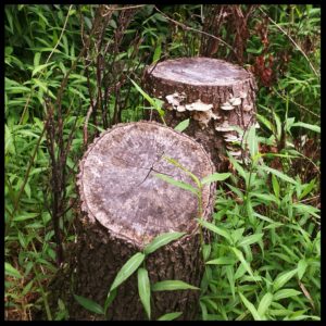 tree stumps