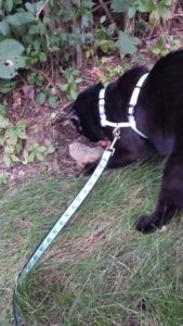 Gus Nabu with snake