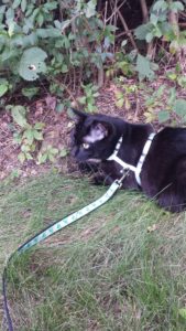 Gus Nabu with snake