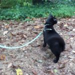 black cat Gus in the woods on a trail