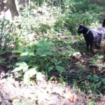black cat Gus in the woods