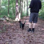 black cat Gus in the woods on his leash with male human