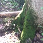 base of a mossy tree