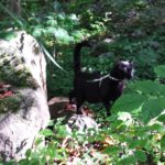 black cat Gus in the woods