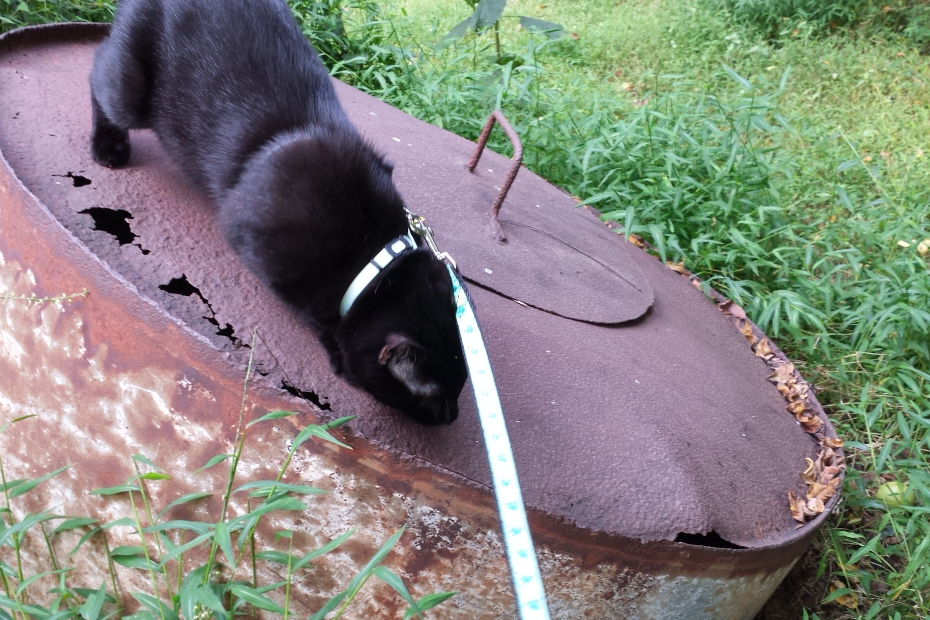 black cat Gus on top of buried rusted barrel