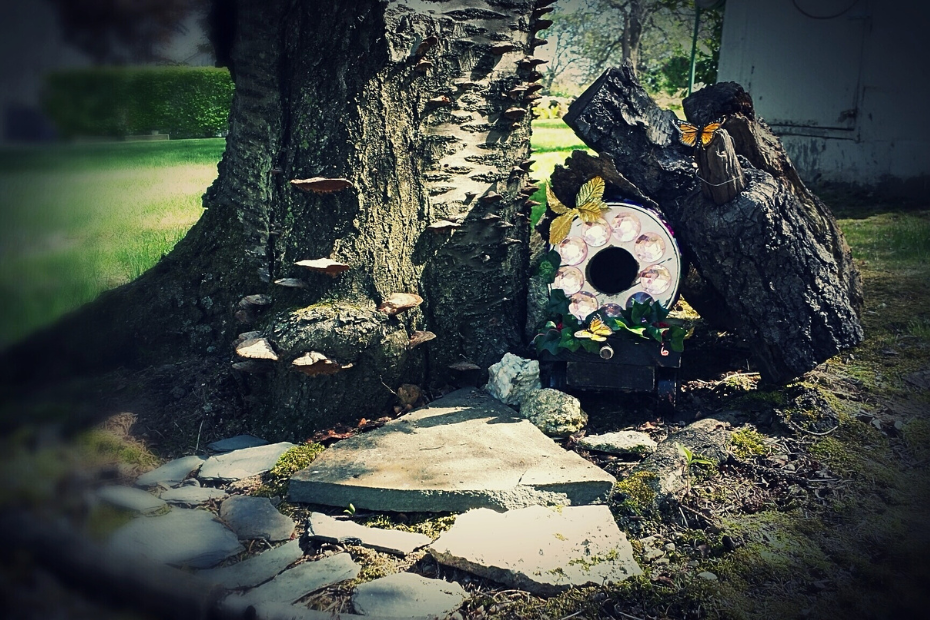 live tree stump with shelf mushrooms decorated as a fairy house