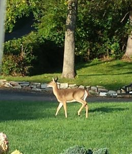 doe deer walking with limp