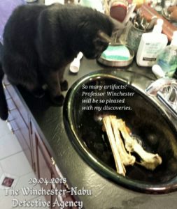 Gus on the vanity looking at the bones in the bathroom sink