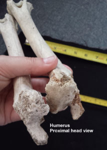 Proximal ends of two humerus bones for comparison. Winchester-Nabu Detective Agency 2018