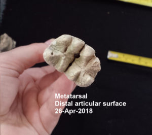 Believed to be the distal end of a metatarsal bone. Winchester-Nabu Detective Agency 2018