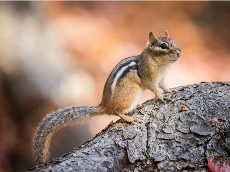 stock photo of chipmunk