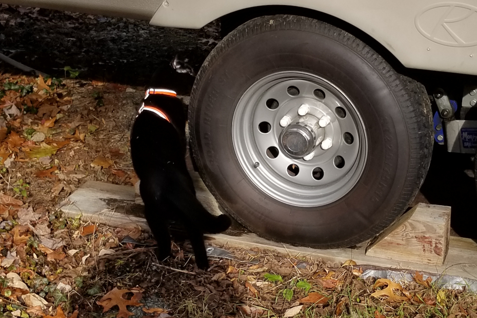Gus searching at one of the tires of the mobile command unit for trespassing mice