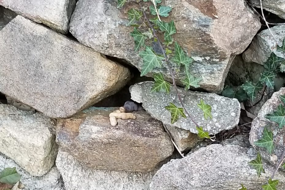 vole eating peanuts