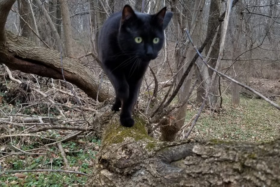 Gus on a tree branch