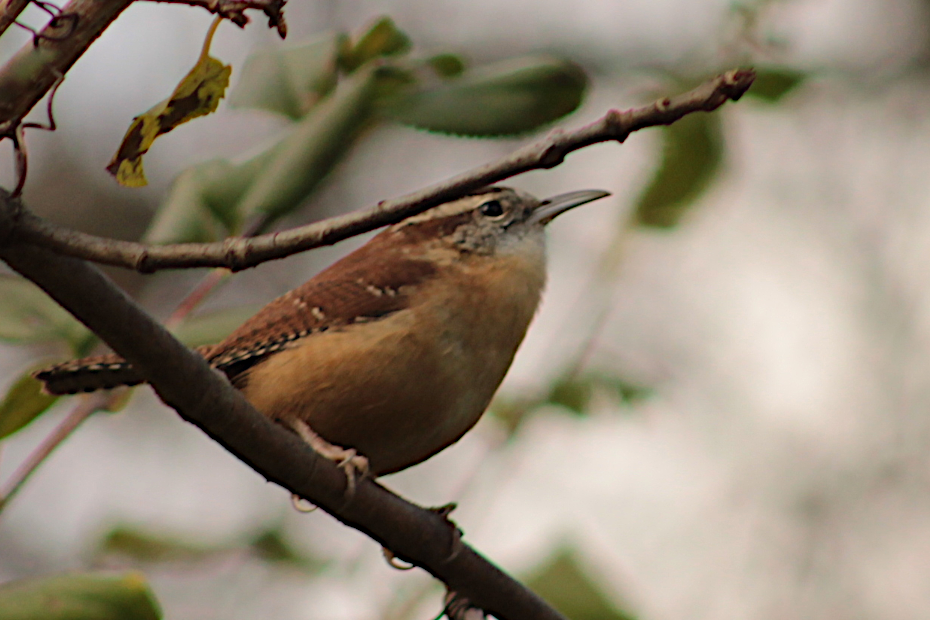 Carolina wren