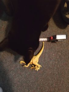 Gus investigating dinosaur next to measuring tape