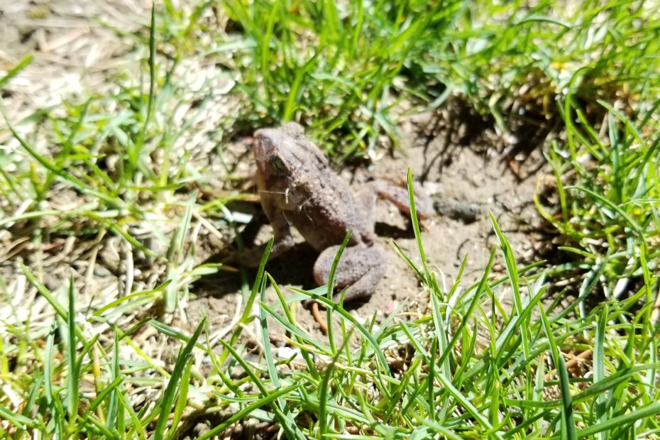 America Toad in the grass
