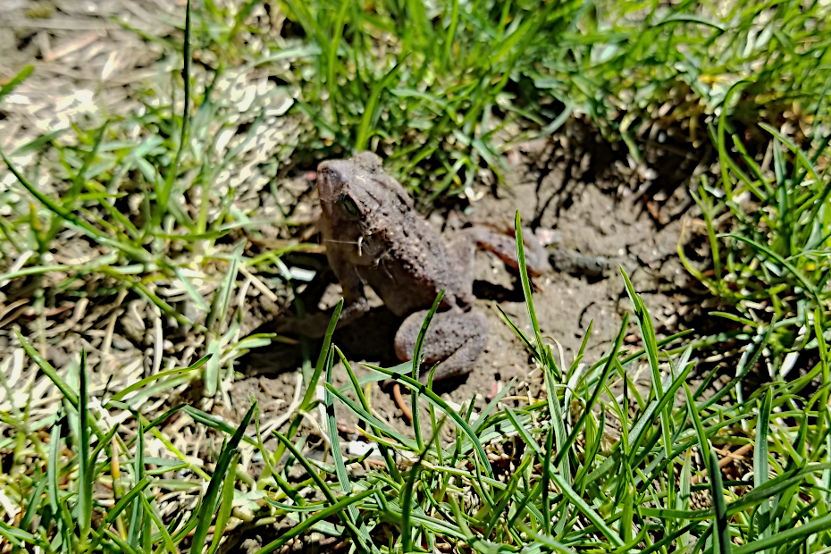 close up of small toad