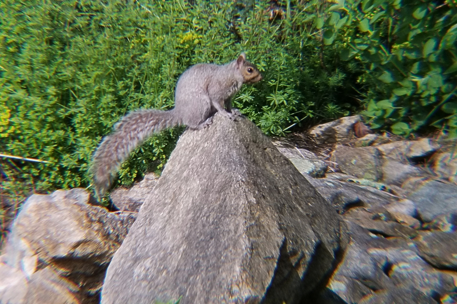 grey squirrel on top of a rock