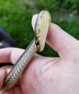 garter snake